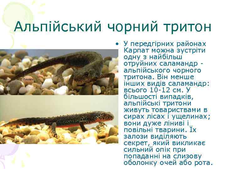 Альпійський чорний тритон • У передгірних районах Карпат можна зустріти одну з найбільш отруйних