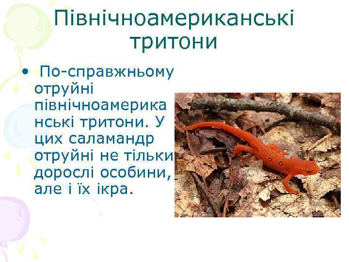 Північноамериканські тритони • По-справжньому отруйні північноамерика нські тритони. У цих саламандр отруйні не тільки