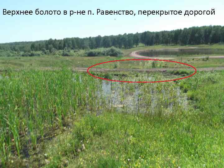 Верхнее болото в р-не п. Равенство, перекрытое дорогой 