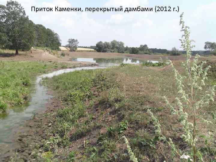 Приток Каменки, перекрытый дамбами (2012 г. ) 