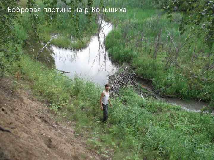 Бобровая плотина на р. Коньшиха 