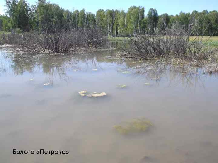 Болото «Петрово» 