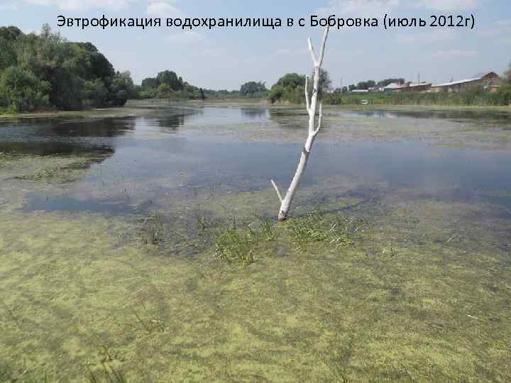 Эвтрофикация водохранилища в с Бобровка (июль 2012 г) 