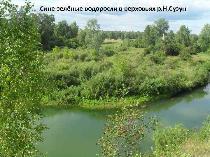 Сине-зелёные водоросли в верховьях р. Н. Сузун 
