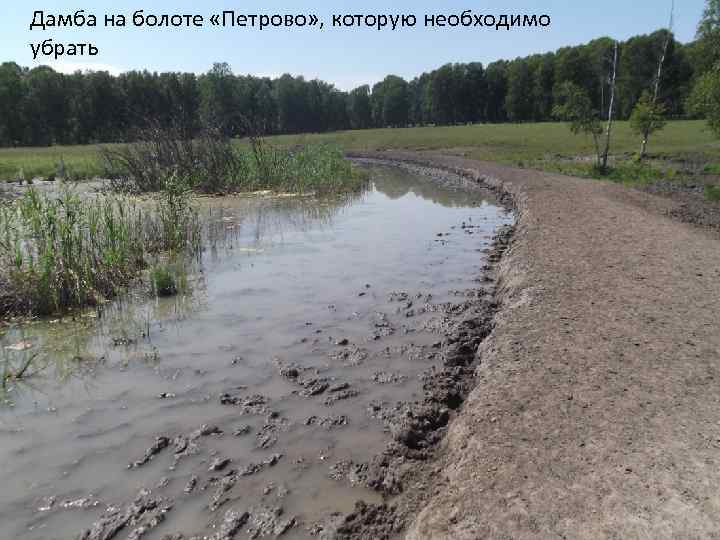Дамба на болоте «Петрово» , которую необходимо убрать 