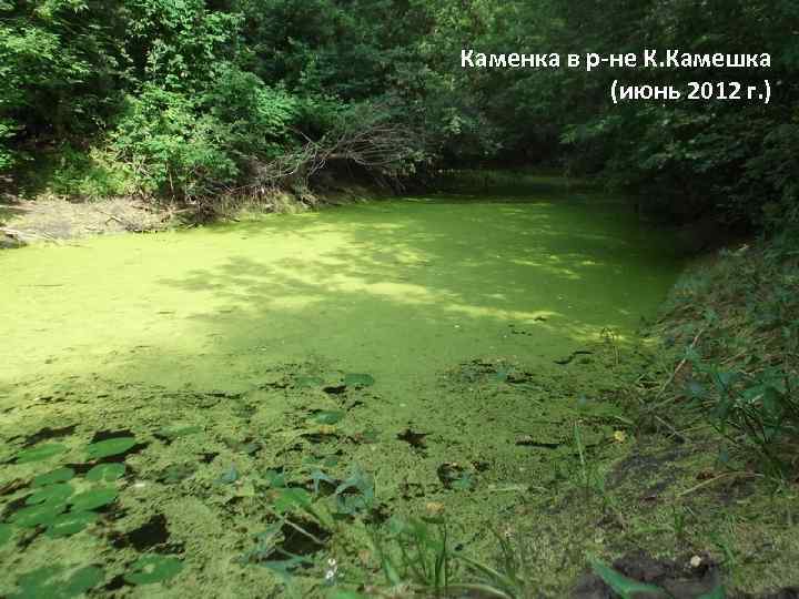 Каменка в р-не К. Камешка (июнь 2012 г. ) 