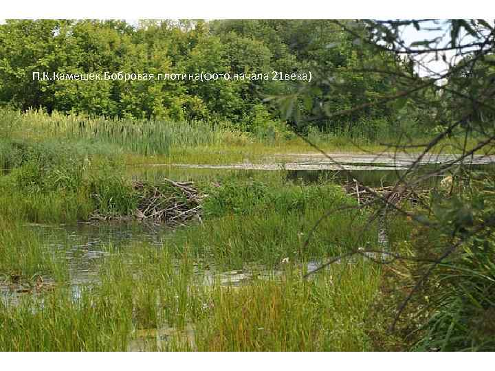 П. К. Камешек. Бобровая плотина(фото начала 21 века) 