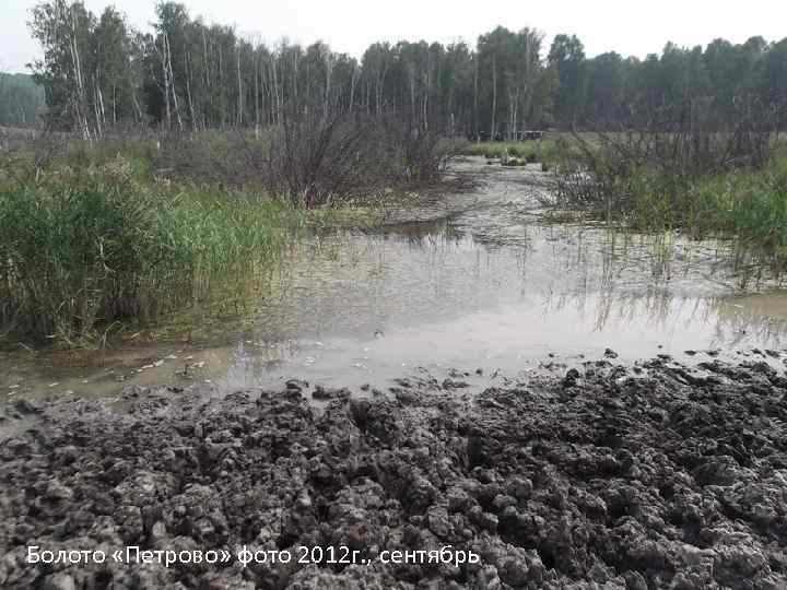Болото «Петрово» фото 2012 г. , сентябрь 