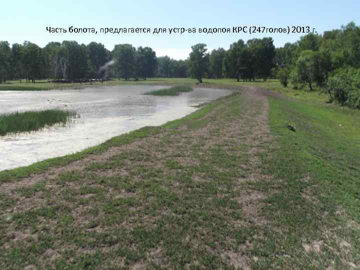 Часть болота, предлагается для устр-ва водопоя КРС (247 голов) 2013 г. 