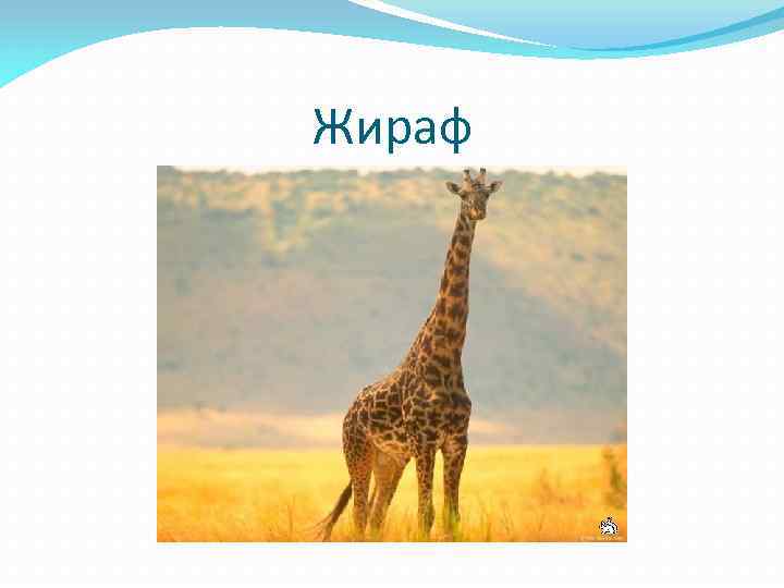 Жираф 