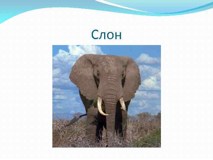 Слон 