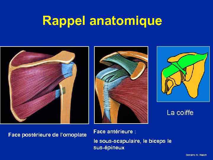Rappel anatomique La coiffe Face postérieure de l’omoplate Face antérieure : le sous-scapulaire, le