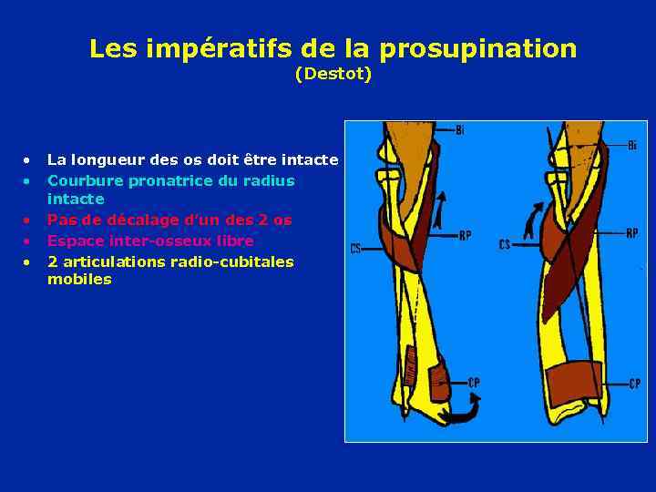 Les impératifs de la prosupination (Destot) • • • La longueur des os doit