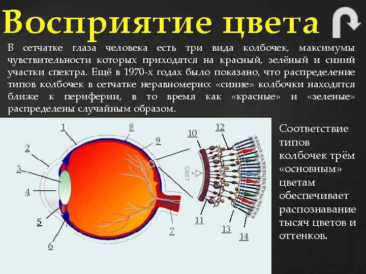 Восприятие цвета В сетчатке глаза человека есть три вида колбочек, максимумы чувствительности которых приходятся