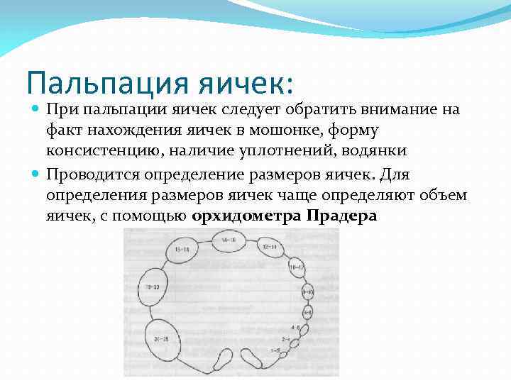 Пальпация яичек: При пальпации яичек следует обратить внимание на факт нахождения яичек в мошонке,