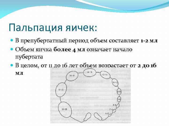 Пальпация яичек: В препубертатный период объем составляет 1 -2 мл Объем яичка более 4
