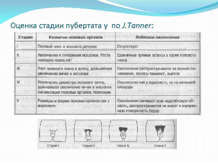 Оценка стадии пубертата у по J. Tanner: 