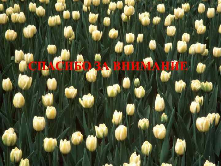 СПАСИБО ЗА ВНИМАНИЕ 
