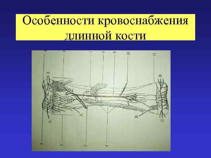 Особенности кровоснабжения длинной кости 