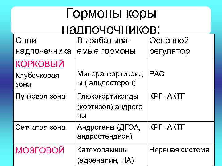 Гормоны коры надпочечников: Слой Вырабатыванадпочечника емые гормоны Основной регулятор КОРКОВЫЙ Клубочковая зона Минералкортикоид РАС