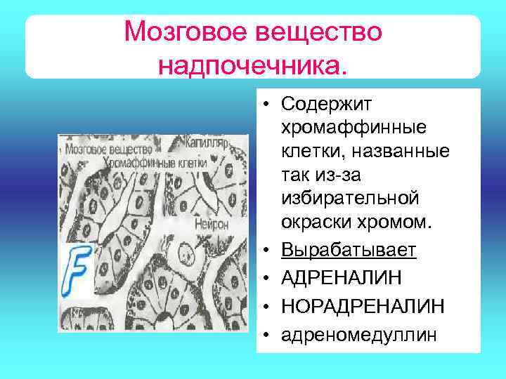 Мозговое вещество надпочечника. • Содержит хромаффинные клетки, названные так из-за избирательной окраски хромом. •