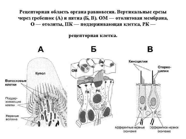 Блок схема болевого тактильного и проприоцептивного анализаторов