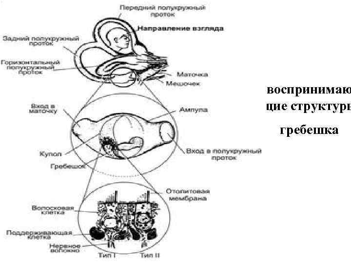 воспринимаю щие структуры гребешка 