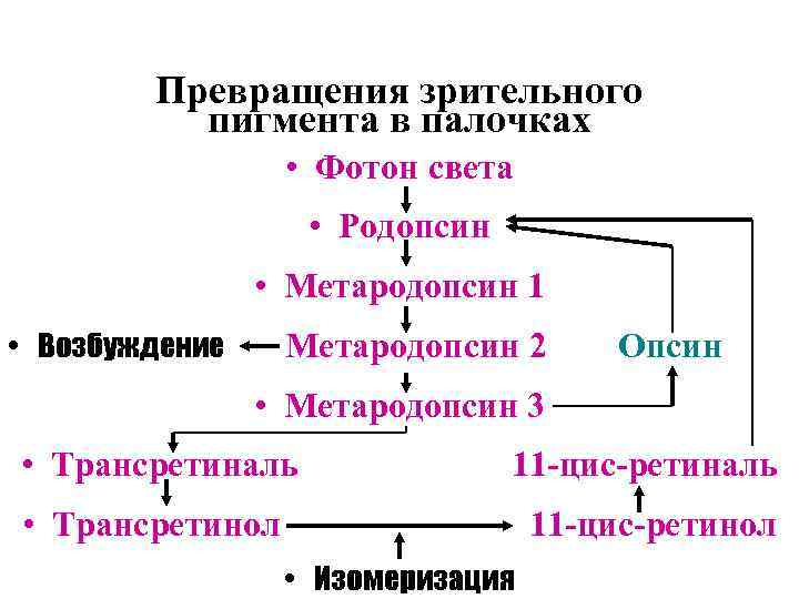 Схему фотохимических процессов возникающих в фоторецепторах при действии света и в условиях темноты