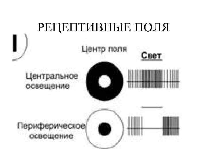 Рецептивное поле