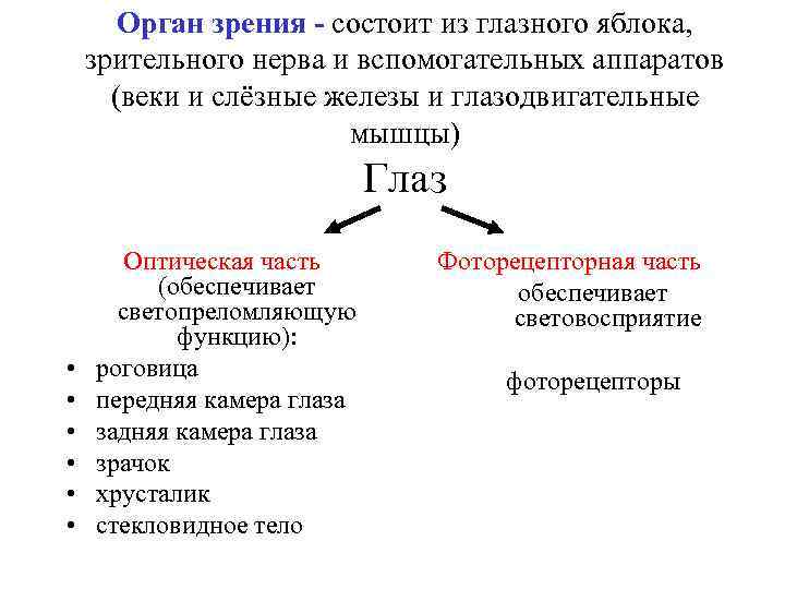 Орган зрения - состоит из глазного яблока, зрительного нерва и вспомогательных аппаратов (веки и