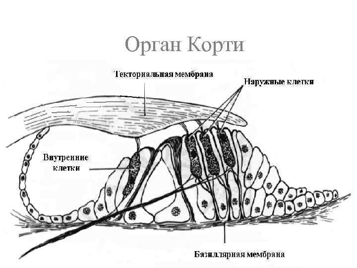 Схема строения сенсорной системы физиология