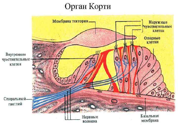 Что воспримут изображенные на рисунке рецепторные клетки кортиева органа 1 звук 2 свет