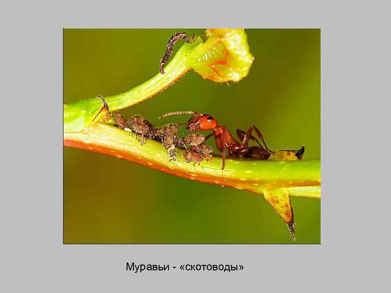 Муравьи - «скотоводы» 