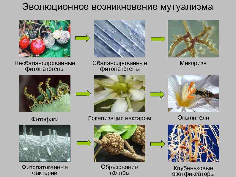 Эволюционное возникновение мутуализма Несбалансированные фитопатогены Сбалансированные фитопатогены Микориза Фитофаги Локализация нектаром Опылители Фитопатогенные бактерии