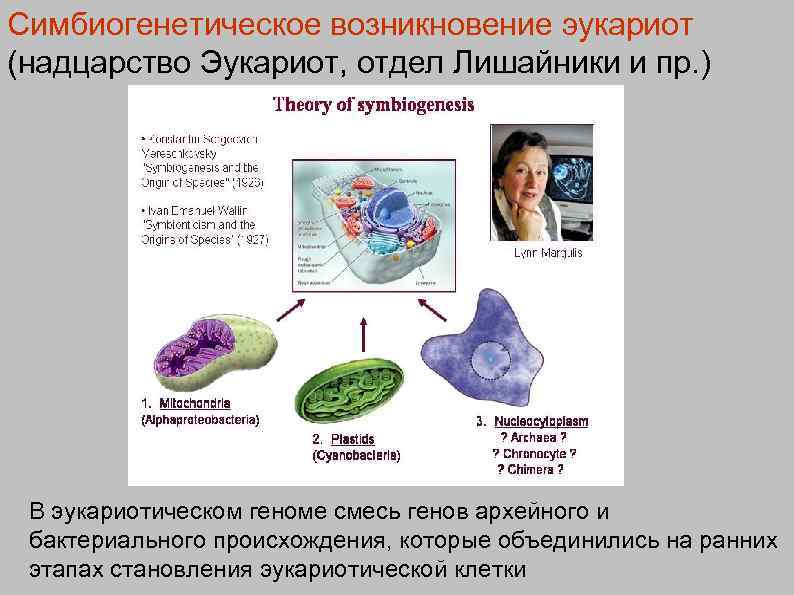 Симбиогенетическое возникновение эукариот (надцарство Эукариот, отдел Лишайники и пр. ) В эукариотическом геноме смесь