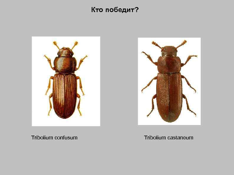 Кто победит? Tribolium confusum Tribolium castaneum 