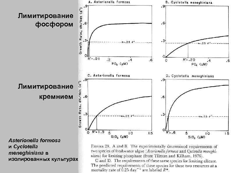 Лимитирование фосфором Лимитирование кремнием Asterionella formosa и Cyclotella meneghiniana в изолированных культурах 