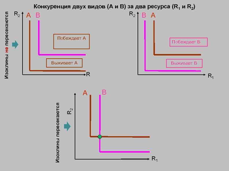 Побеждает A Побеждает B Выживает A Выживает B R A R 1 B R