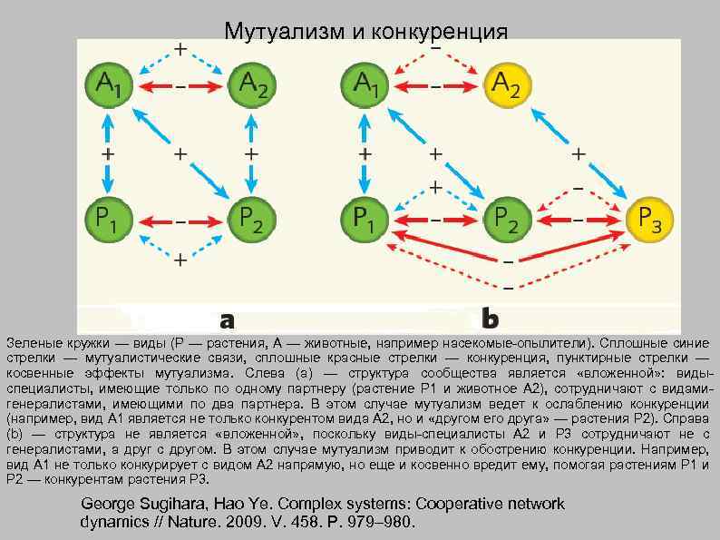 Мутуализм и конкуренция Зеленые кружки — виды (P — растения, A — животные, например