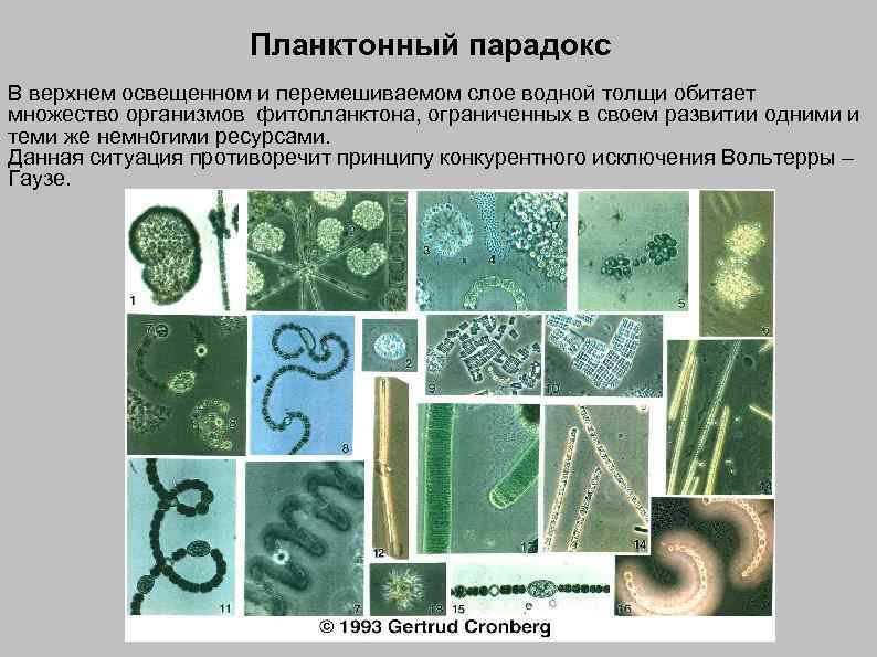Планктонный парадокс В верхнем освещенном и перемешиваемом слое водной толщи обитает множество организмов фитопланктона,