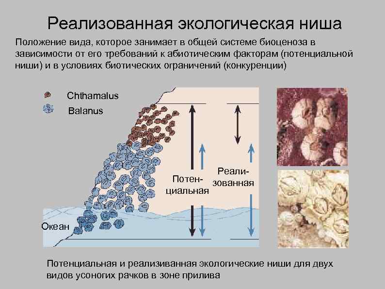 Реализованная экологическая ниша Положение вида, которое занимает в общей системе биоценоза в зависимости от