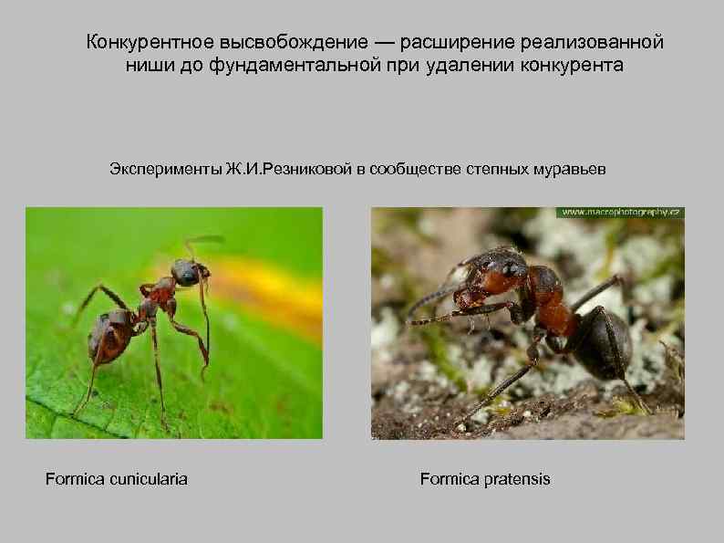 Конкурентное высвобождение — расширение реализованной ниши до фундаментальной при удалении конкурента Эксперименты Ж. И.