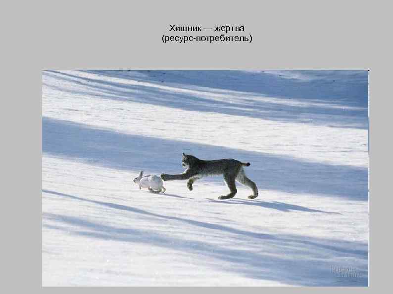 Хищник — жертва (ресурс-потребитель) 