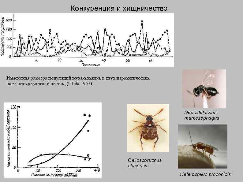 Конкуренция и хищничество Изменения размера популяций жука-хозяина и двух паразитических ос за четырехлетний период