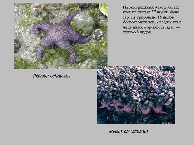 На контрольных участках, где присутствовал Pisaster, было зарегистрировано 15 видов беспозвоночных, а на участках,
