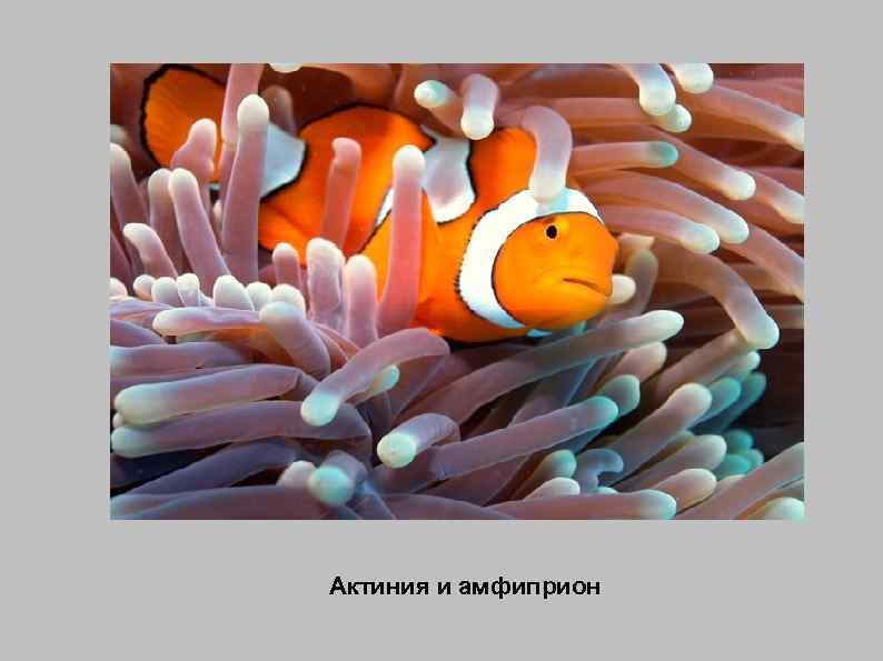 Актиния и амфиприон 