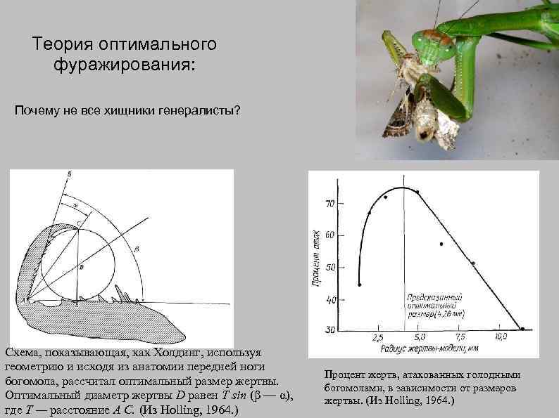 Теория оптимального фуражирования: Почему не все хищники генералисты? Схема, показывающая, как Холдинг, используя геометрию