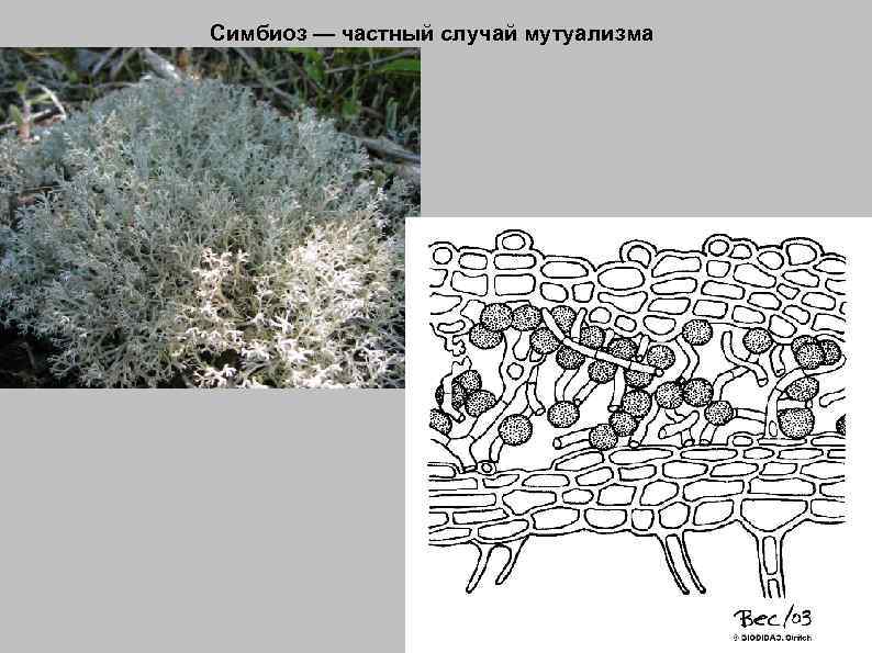 Симбиоз — частный случай мутуализма 