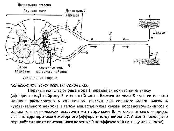 Полисинаптическая рефлекторная дуга. Нервный импульс от рецептора 1 передаётся по чувствительному (афферентному) нейрону 2