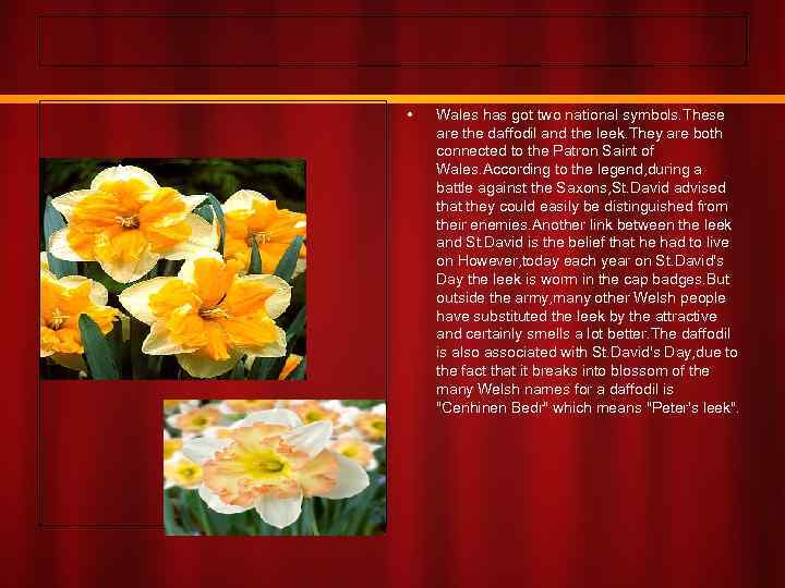  • Wales has got two national symbols. These are the daffodil and the